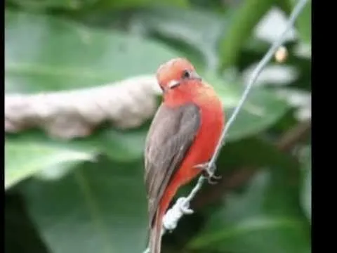 pajaro rojo, erick de jesus - YouTube