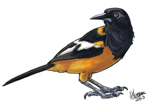 Pajaro el turpial dibujo - Imagui