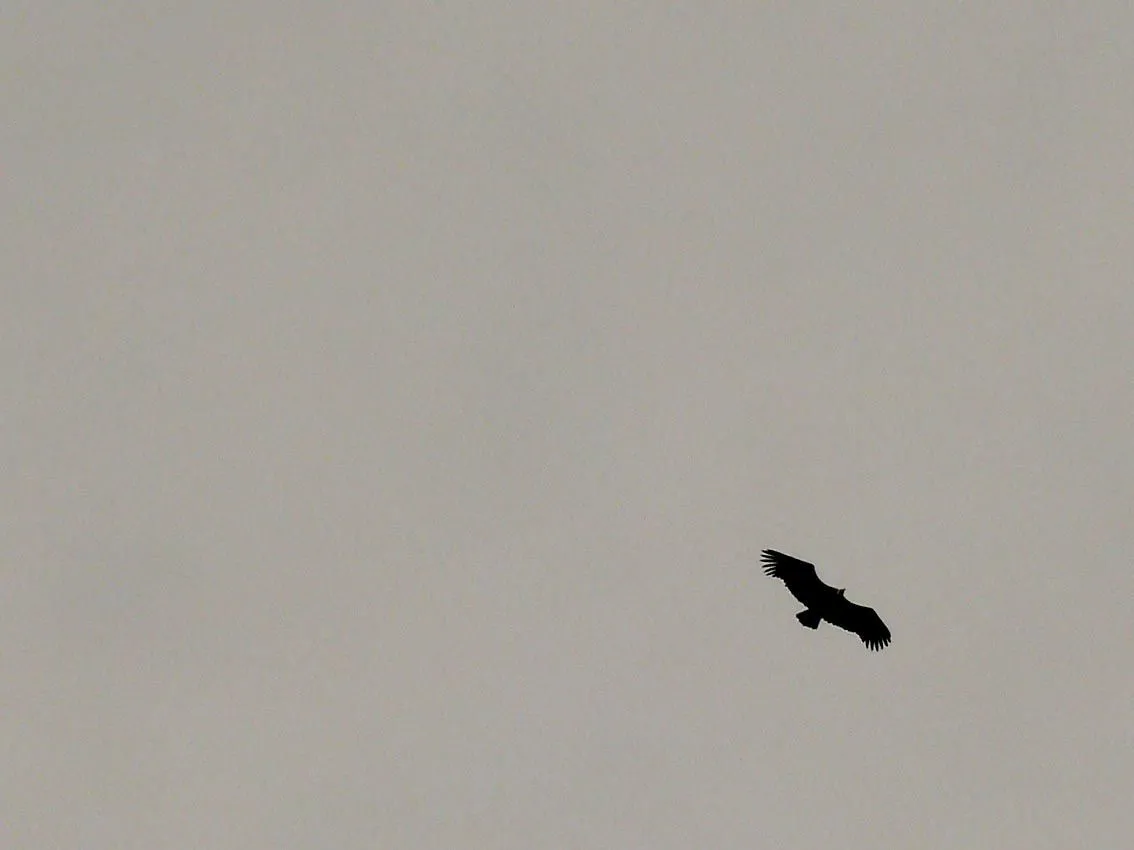 PAJARO VOLANDO - Galerías Canonistas.