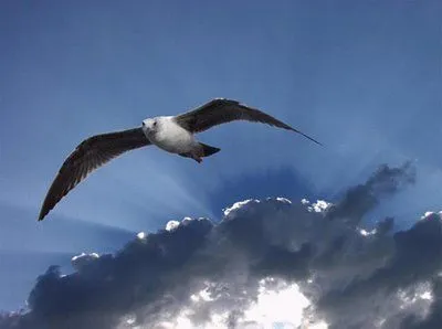 Pajaro volando - Imagui