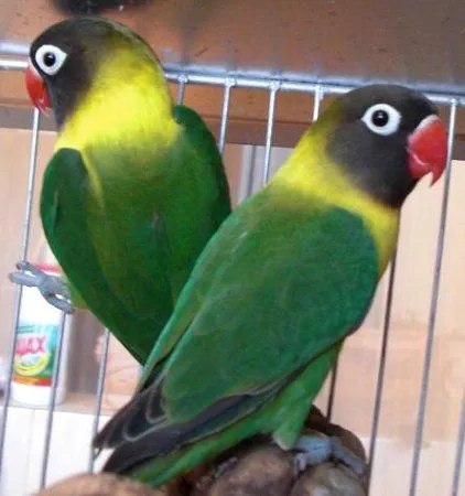 Pajaros