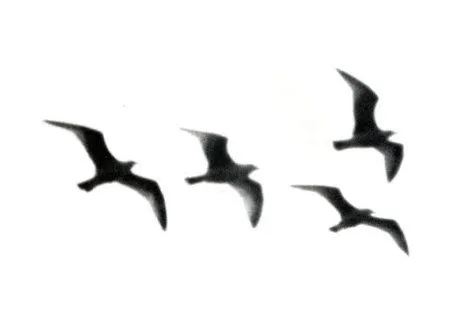 pajaros