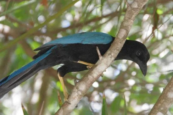 Muchos pájaros azules y amarillos, fue mi disfrute el contacto con ...