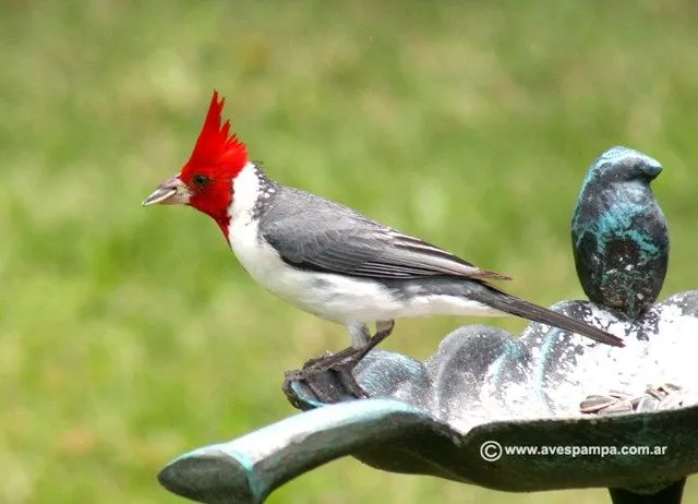 Los pájaros más bonitos de la Argentina [MEGAPOST] - Taringa!