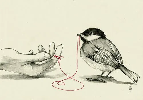 Aves Ilustraciones