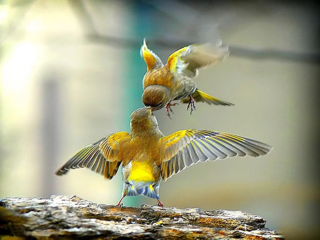 PAJAROS... PAJAROS...pajaros