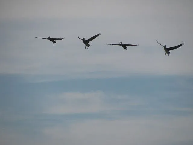 pajaros volando | Flickr - Photo Sharing!