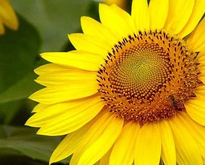 La Palabra del Día: el girasol | SpanishDict Answers