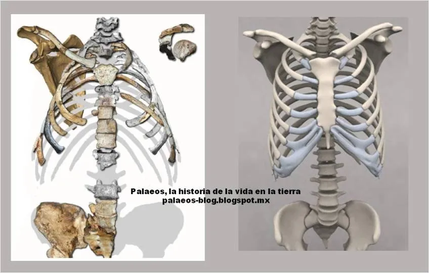 Palaeos, la historia de la Vida en la Tierra: Notas cortas: pecho ...