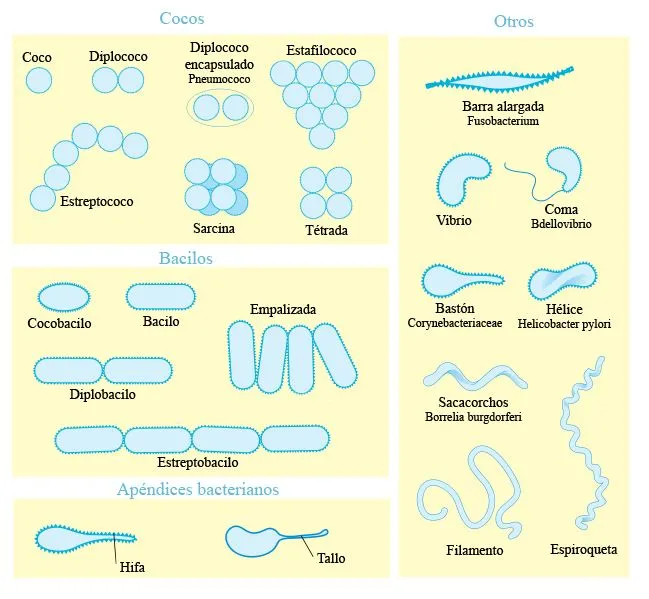 Palaeos, la historia de la Vida en la Tierra: Notas cortas ...