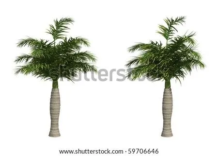 Palma Real Stock Photos, Images, & Pictures | Shutterstock