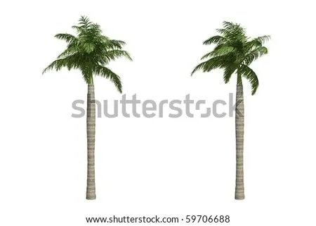 Palma Real Stock Photos, Images, & Pictures | Shutterstock