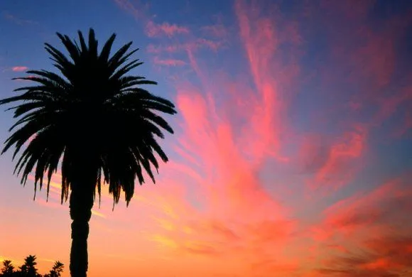 La Palmera Canaria: Phoenix canariensis