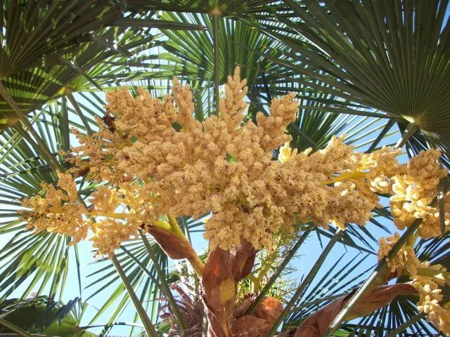 palmera | fotos de Paisajes naturales y urbanos