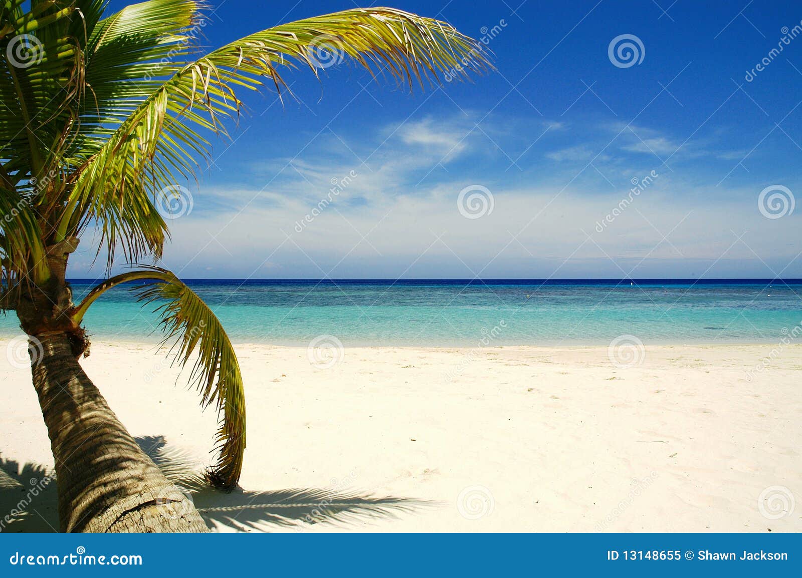 Palmera En La Playa Tropical Foto de archivo libre de regalías ...