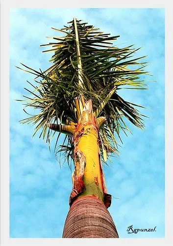 Palmera real. | Flickr - Photo Sharing!