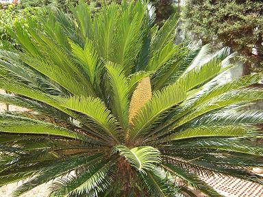 Palmera Real Sonia Mercado de Arduz- Artelista.