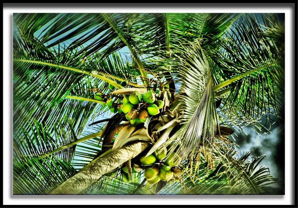 Palmera Tropical Riccardo Zullian - Artelista.