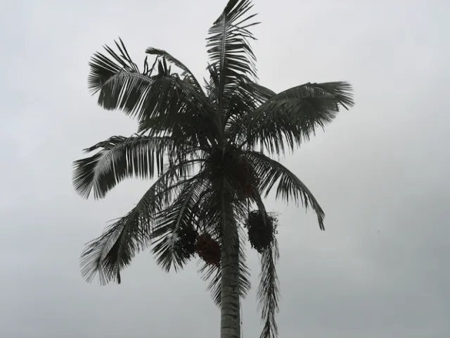 palmera+de+la+cera.2.png