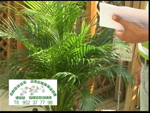 Palmeras para patios y balcones 3ª parte de 3 - YouTube