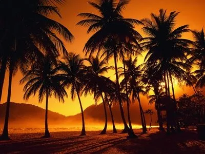 Palmeras en playa Lámina fotográfica por Jack Hollingsworth en ...