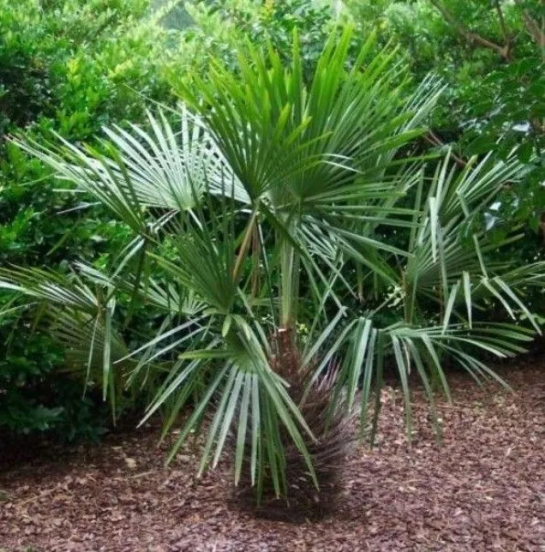 Palmeras resistentes al frío