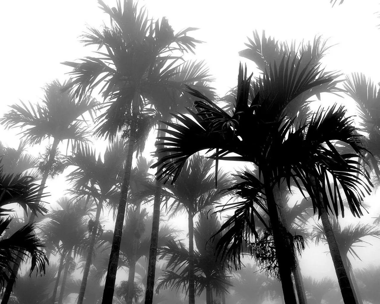 Palmeras wallpapers | Photofusionvirtual