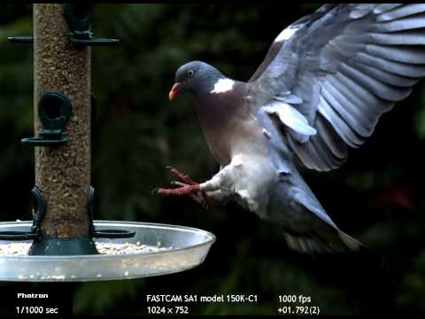 Paloma volando (cámara superlenta) | Animales en Video