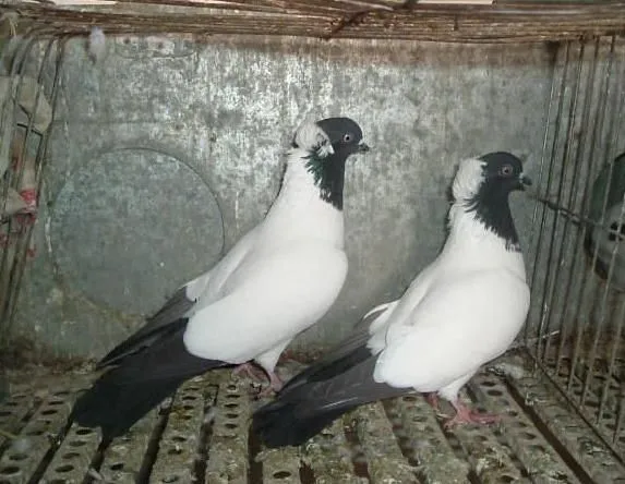 PALOMAR LAS MENSAJERAS: RAZAS DE PALOMAS DE FANTASIA