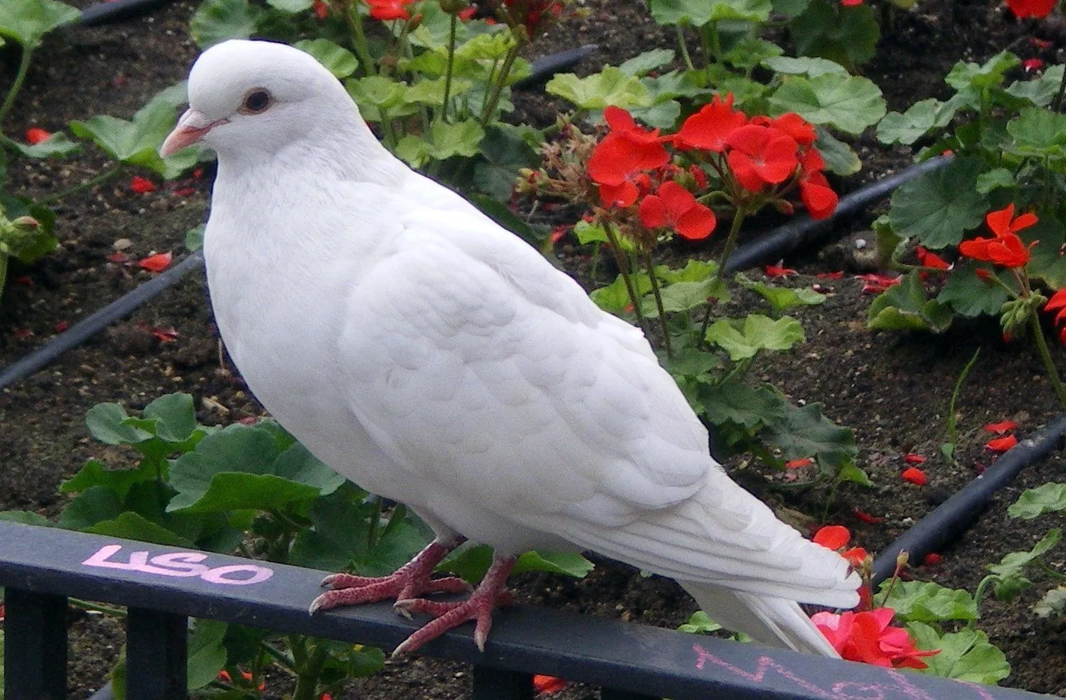 Palomas