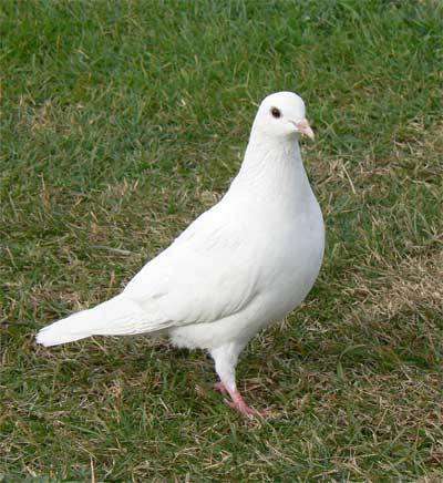 PALOMAS : PajarosLeo.