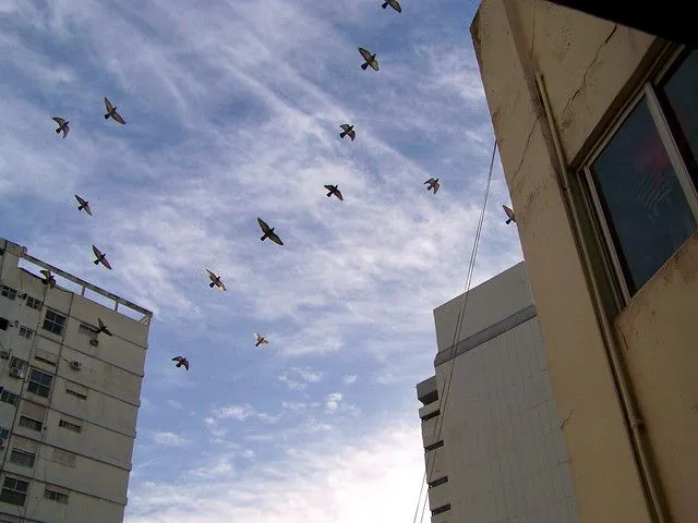 Palomas volando por su vida | Pigeons flying for their lives ...