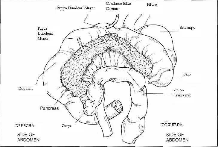 PANCREATITIS EN PERROS Y GATOS: Parte I | Blog Veterinario