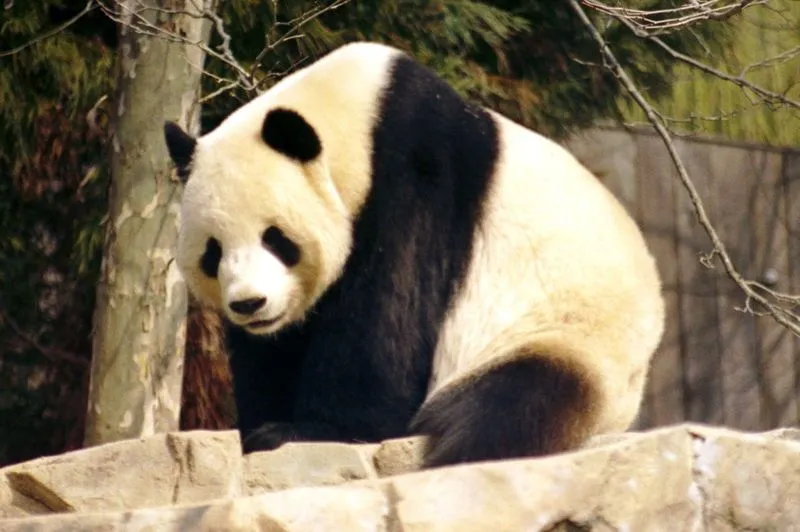 EL PANDA | Animales en peligro de extincion's Weblog