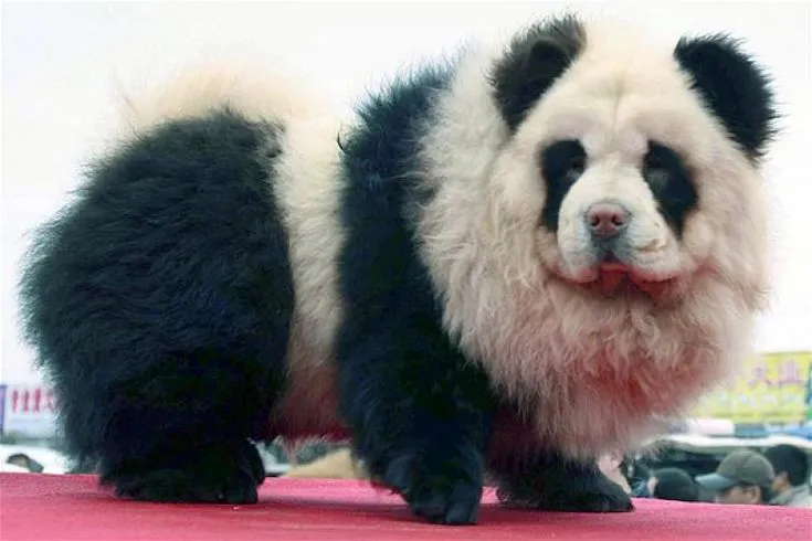 Panda Chow Chow Dog