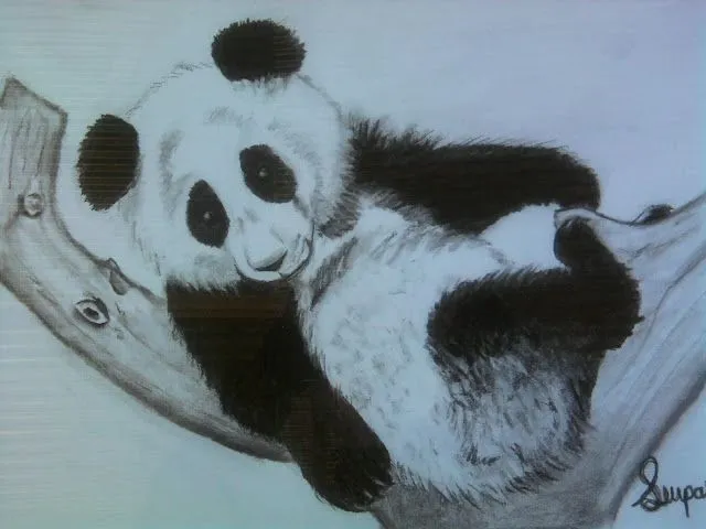 Osos pandas en dibujos a lápiz - Imagui