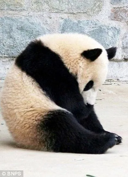 Panda está durmiendo - estaba cansado de ... (8 fotos)