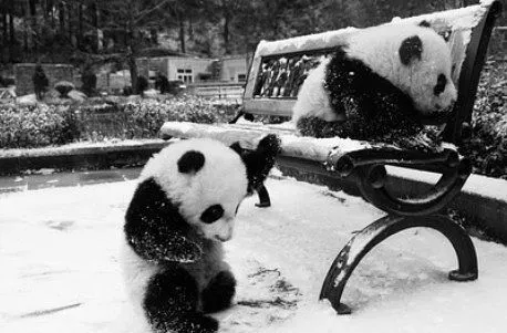 pandalove | Tumblr