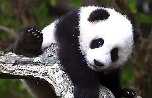 Dibujos de pandas tiernos - Imagui