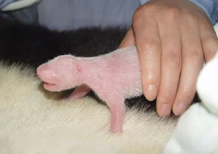 Pandas Recien Nacidos