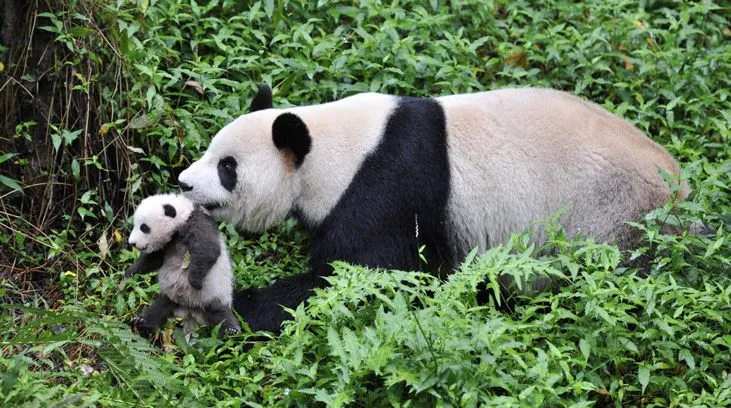 Pandas: The Journey Home | Museum of Science, Boston