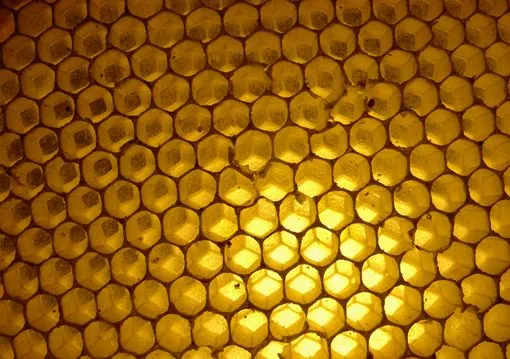 Trabajo de abejas | Casuso Imagen - El lenguaje de las imágenes ...