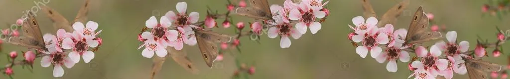 panorámicas australiana banner mariposa y leptospernum flores de ...