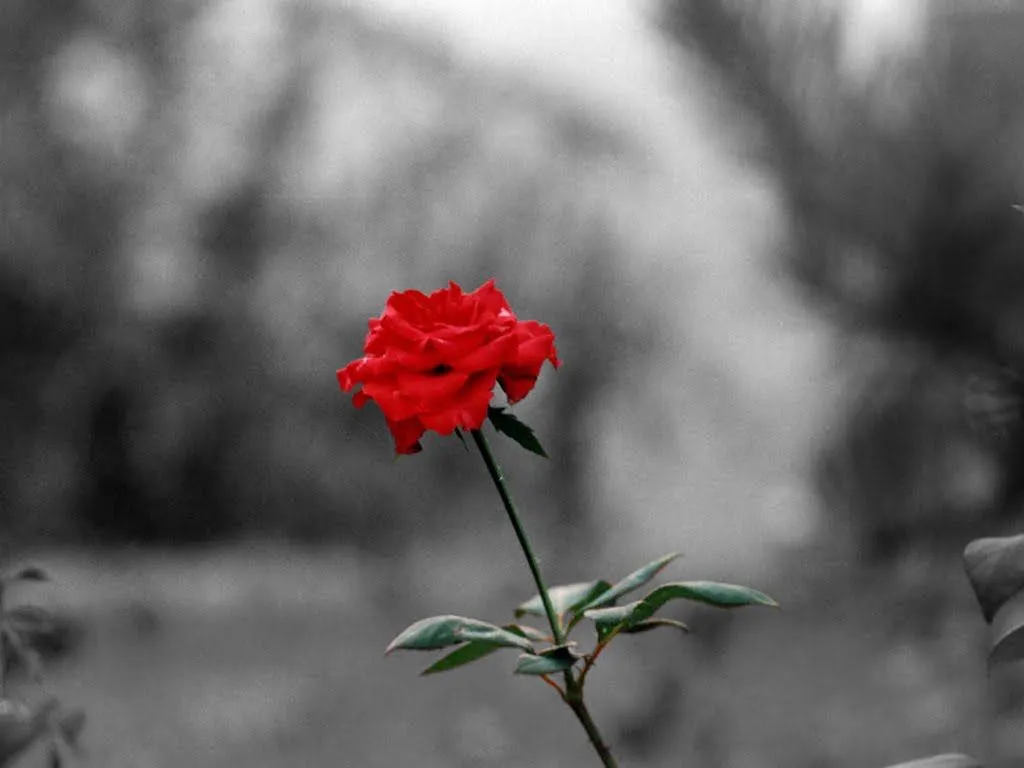  ... De Pantalla y Mucho Más??: Imágenes de flores en blanco y negro