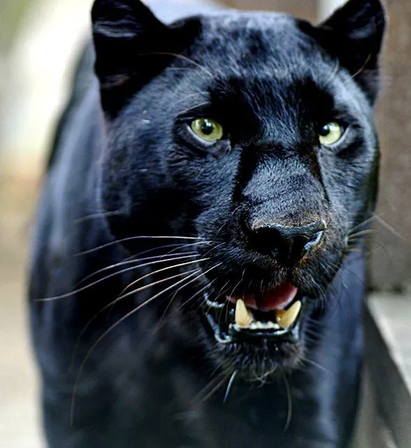 PANTERA NEGRA / BLACK PANTHER | Y R A N I A