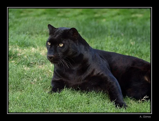 Pantera negra | Flickr - Photo Sharing!