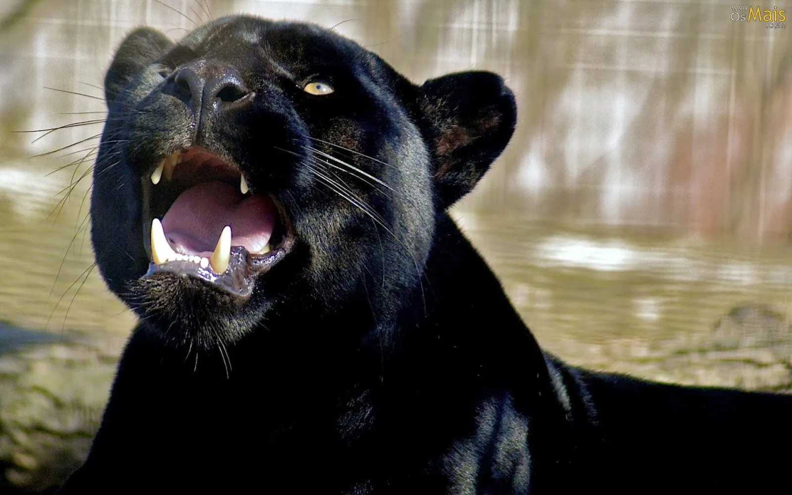 Pantera negra | Fotos de naturaleza, animales, paisajes, animadas ...