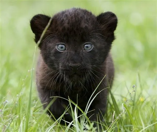 Fotos de panteras negras bebés - Imagui