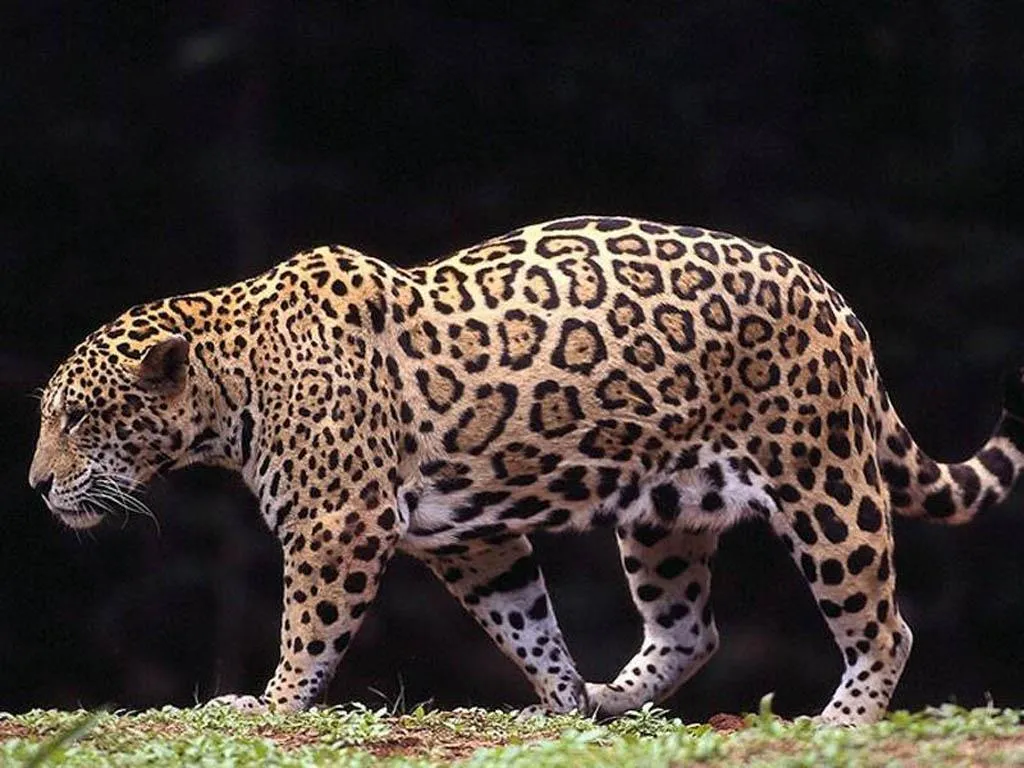 Panthera Onca, más conocido como jaguar, habita principalmente en ...