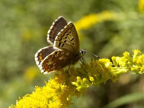 Papallones del Pedraforca - Mariposas del Pedraforca 2